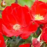 8 red groundcover roses