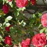 7 climbing roses with red flowers