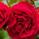 9 highly fragrant red roses