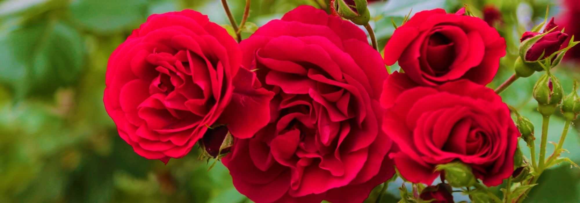 9 highly fragrant red roses