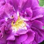 The 9 Most Beautiful Old Roses