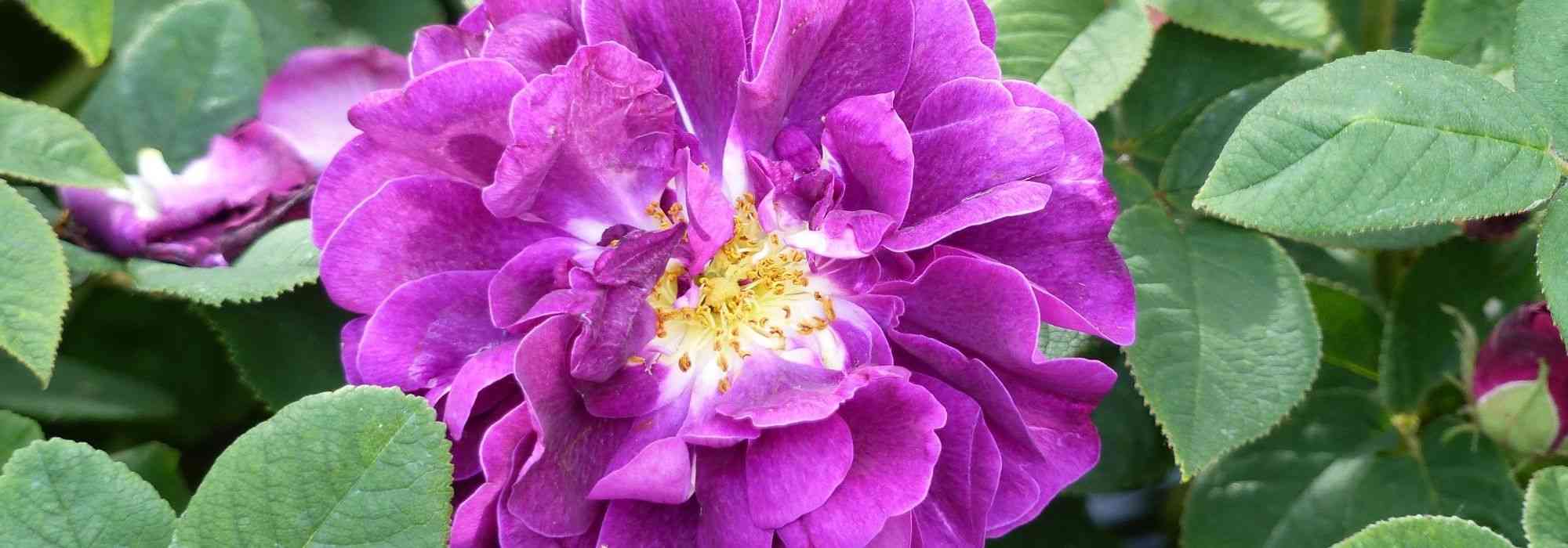 The 9 Most Beautiful Old Roses