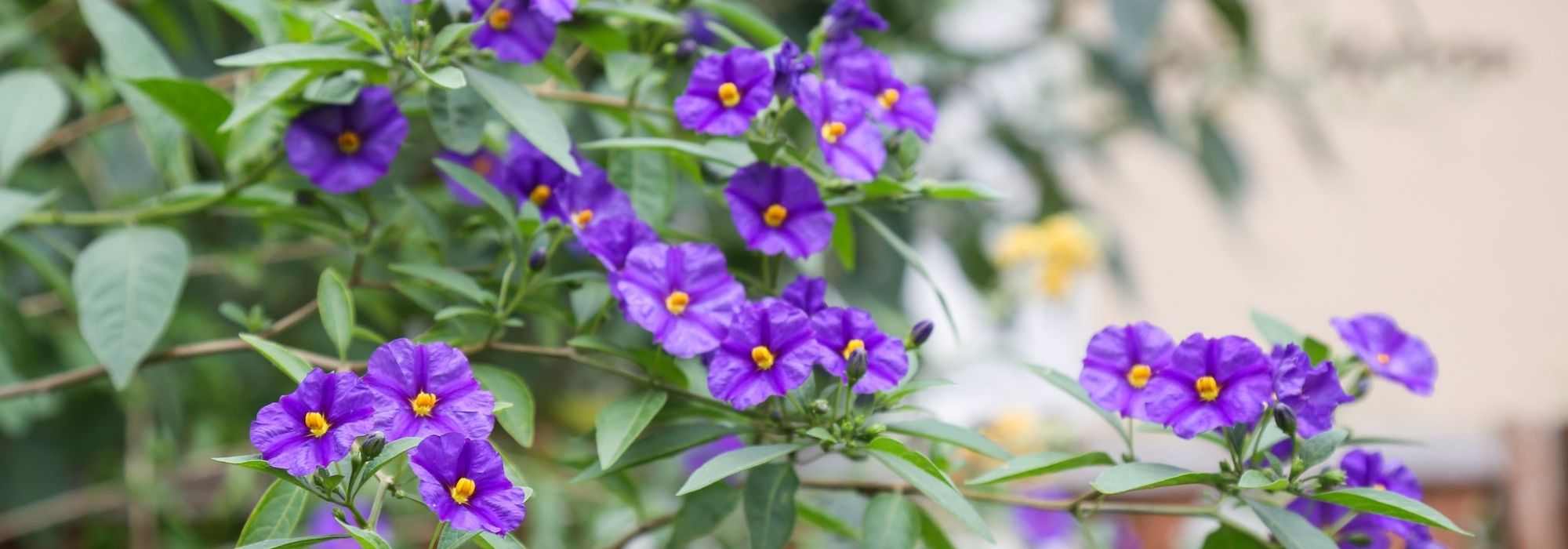 7 ideas to pair Solanum in the garden