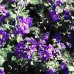 How to winter Solanum?