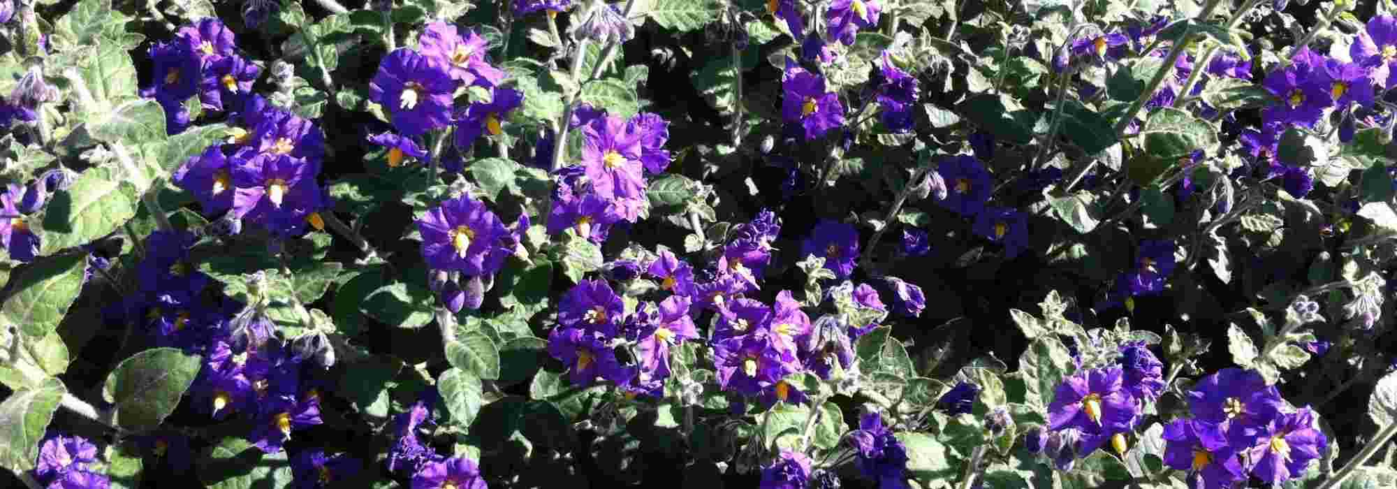 How to winter Solanum?
