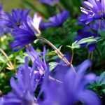 Pairing ideas with Blanda Anemones