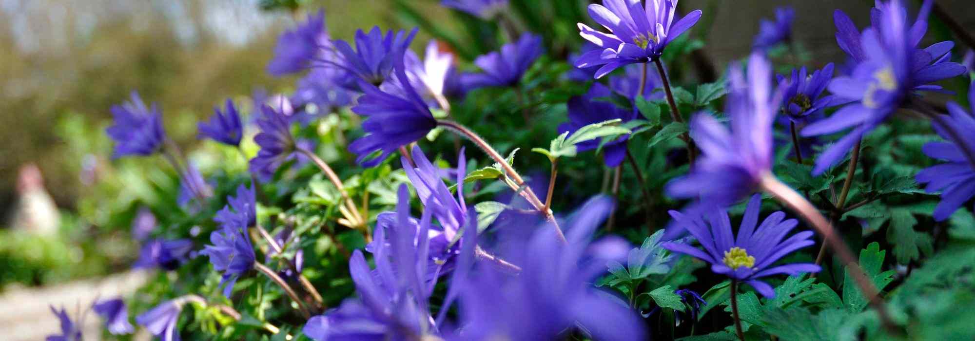 Pairing ideas with Blanda Anemones