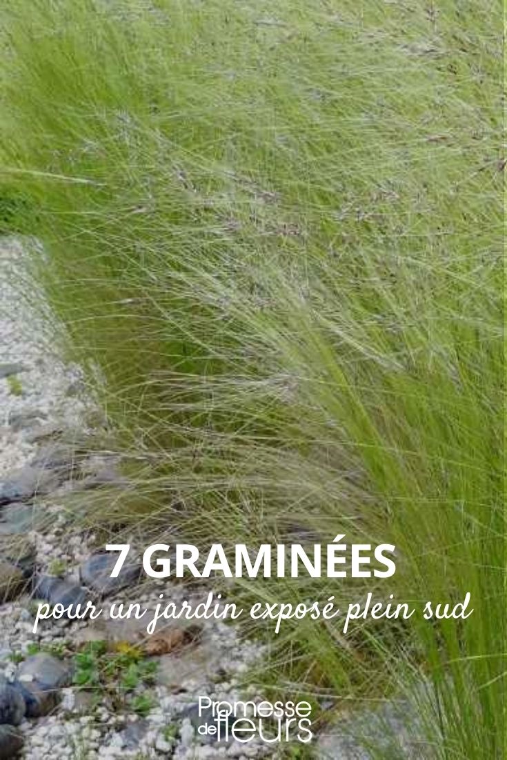 7 Grasses for a South-Facing Garden