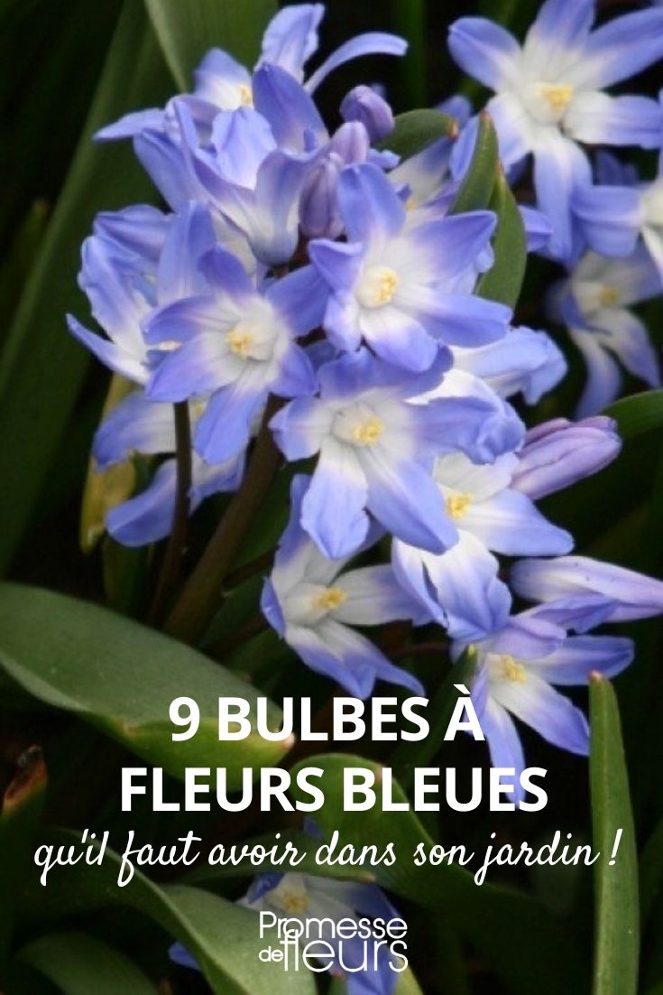 9 blue flower bulbs