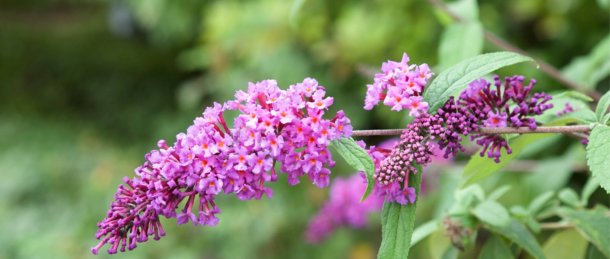 10 shrubs with long flowering