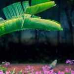 How to pair banana plants?