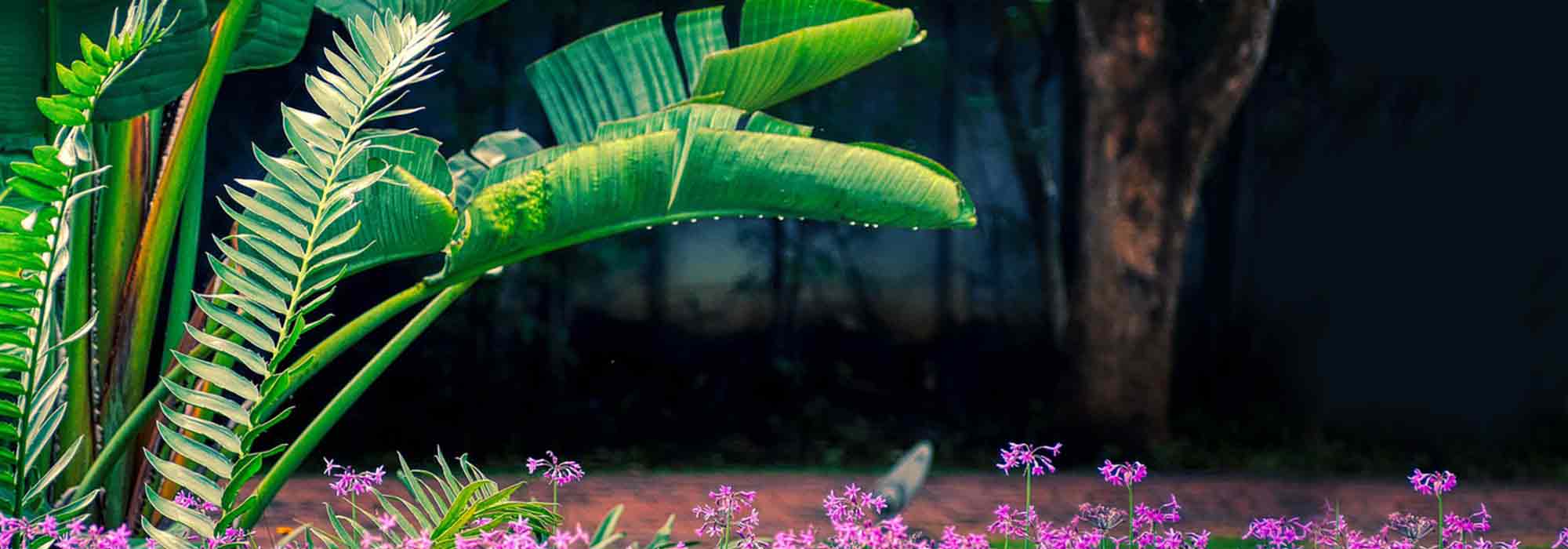 How to pair banana plants?