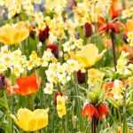 Spring bulbs: 6 nice pairing ideas