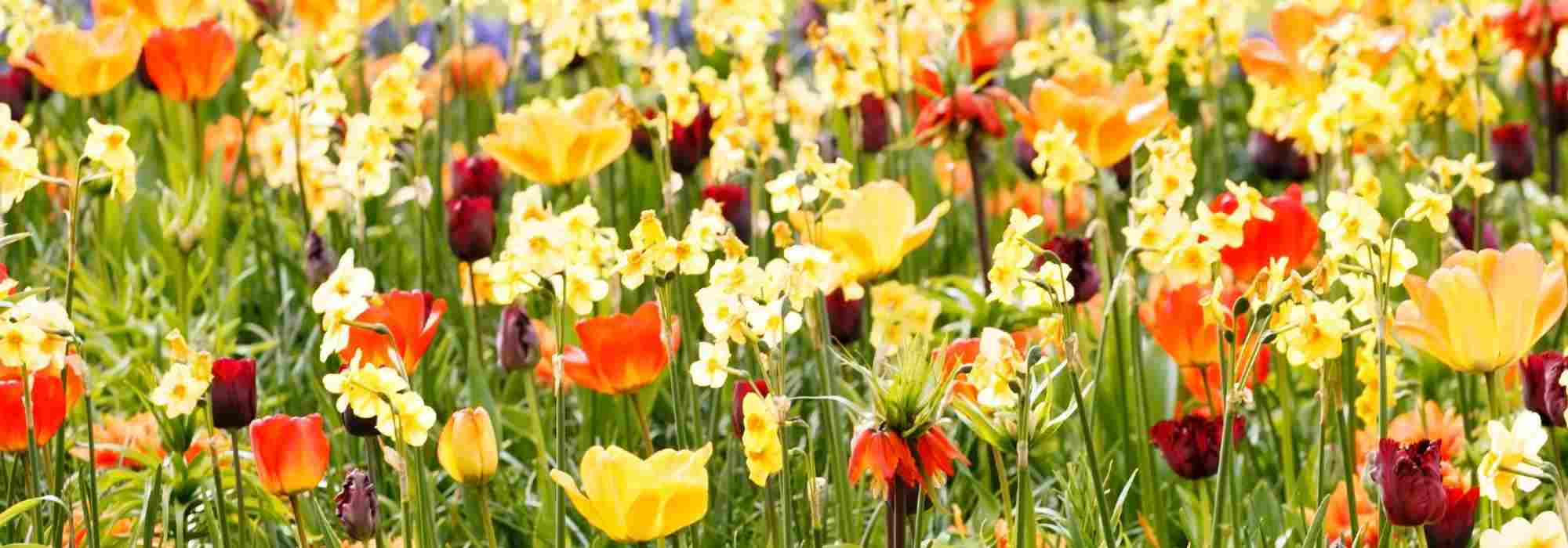 Spring bulbs: 6 nice pairing ideas