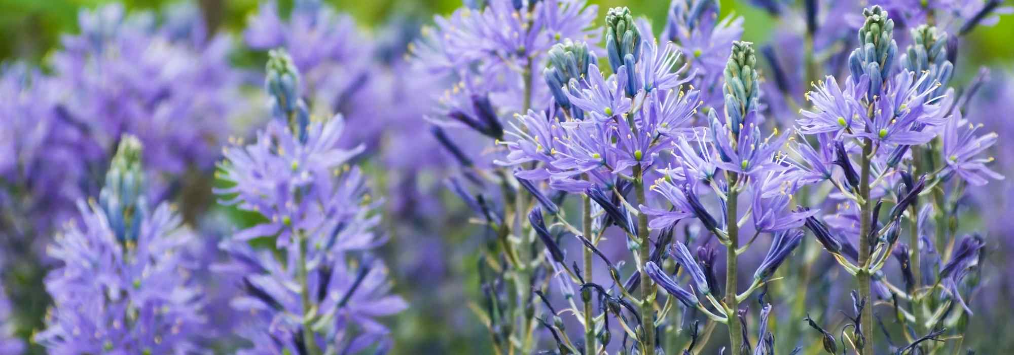 9 spring bulbs with blue flowers you must have in the garden