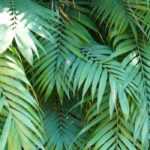 Chamaedorea: planting, care