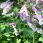 How to pair Corydalis?