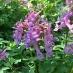 How to choose Corydalis?