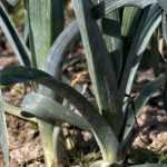Growing summer leeks