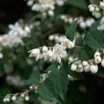 6 Perfect Deutzias for a Flowering Hedge