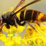 Invasive or exogenous animal species