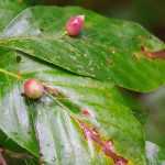 Plant galls: what are they?