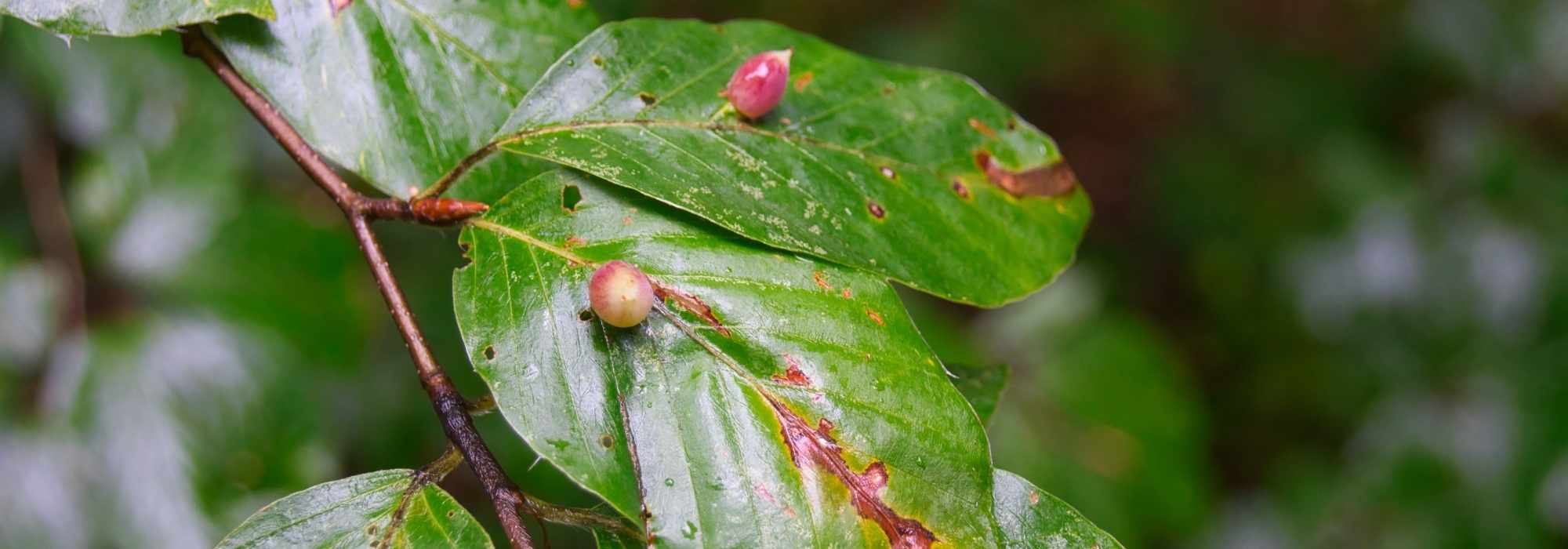 Plant galls: what are they?
