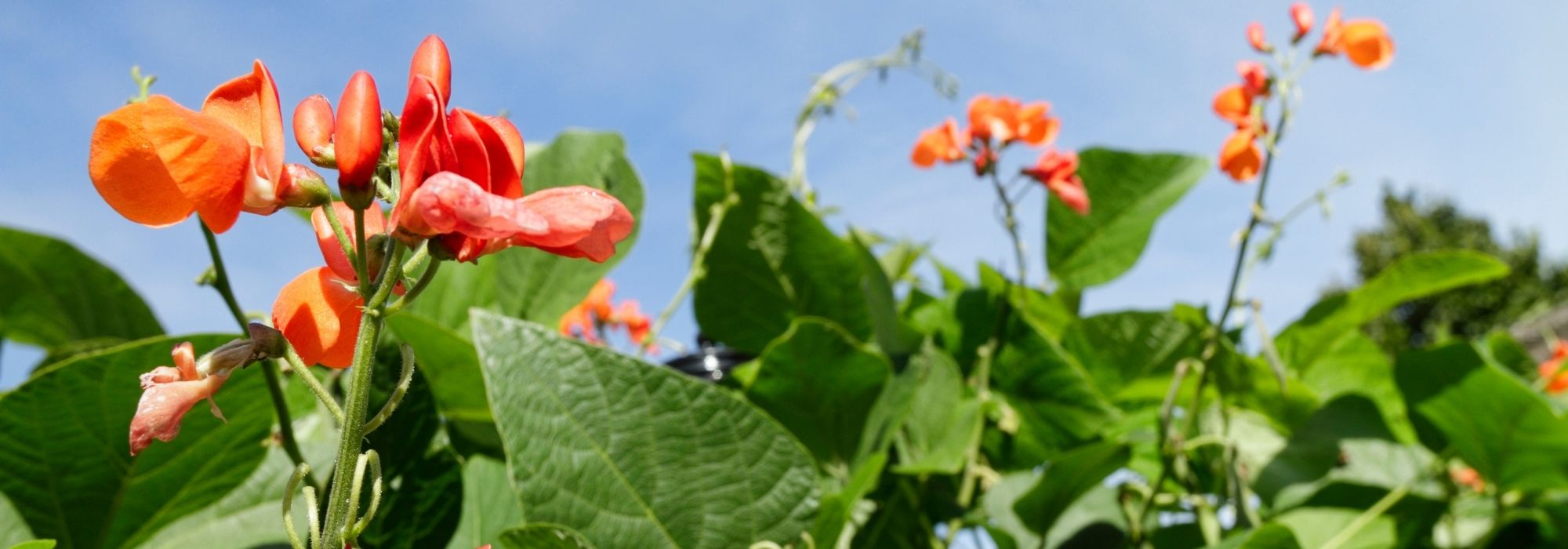 The Spanish bean: sowing, growing, and harvest