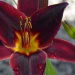 7 dwarf daylilies for borders