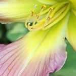Collection Daylilies: the Most Beautiful Varieties