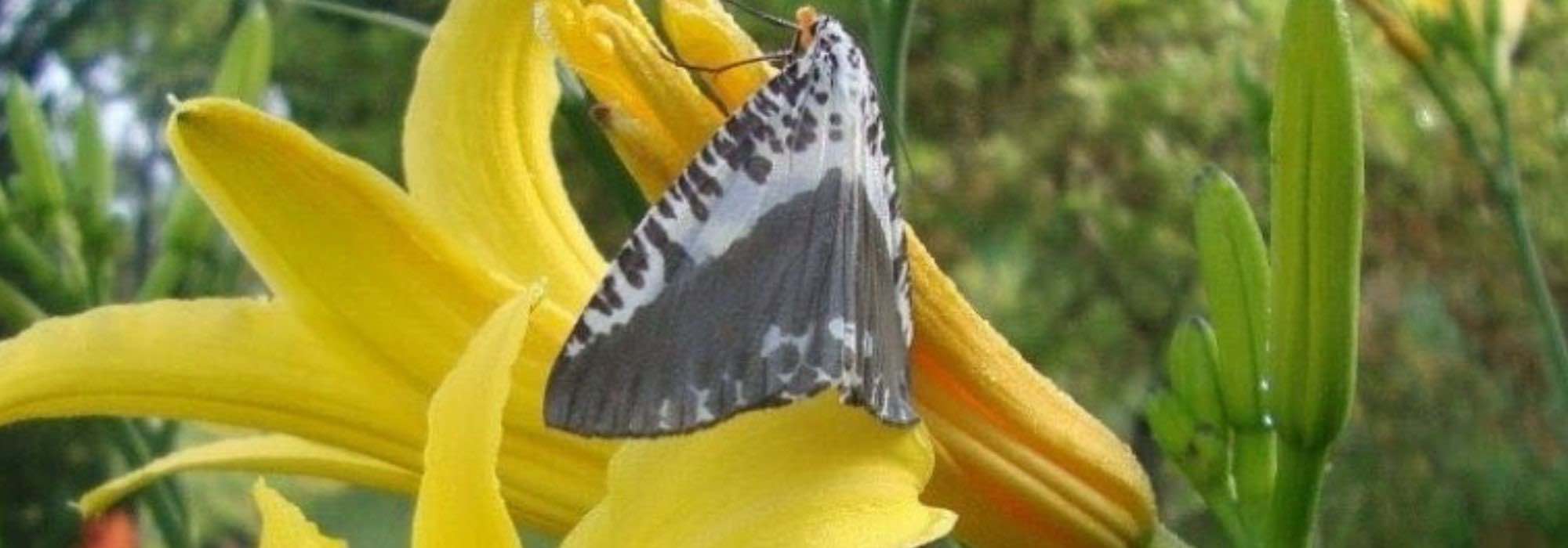 6 Fragrant Daylilies