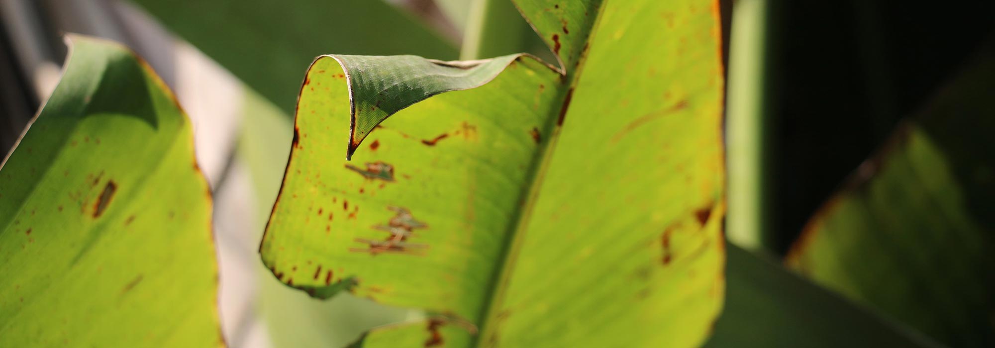 Diseases and pests of banana plants