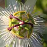 Diseases and pests of passion flowers