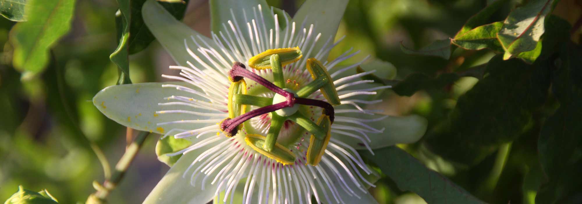 Diseases and pests of passion flowers