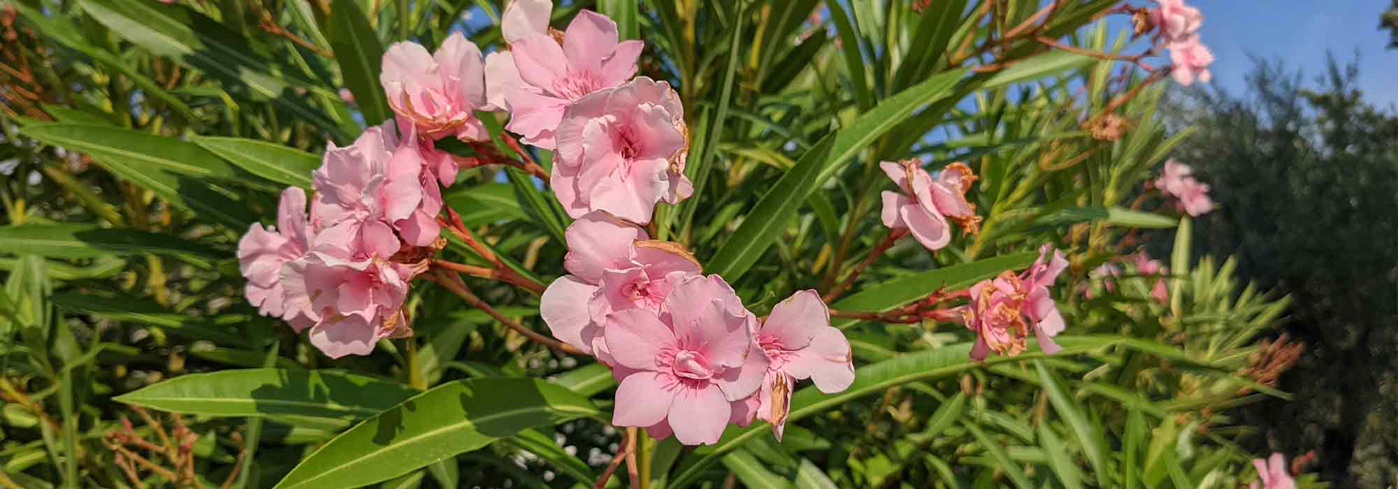 How to create a hedge of oleanders?