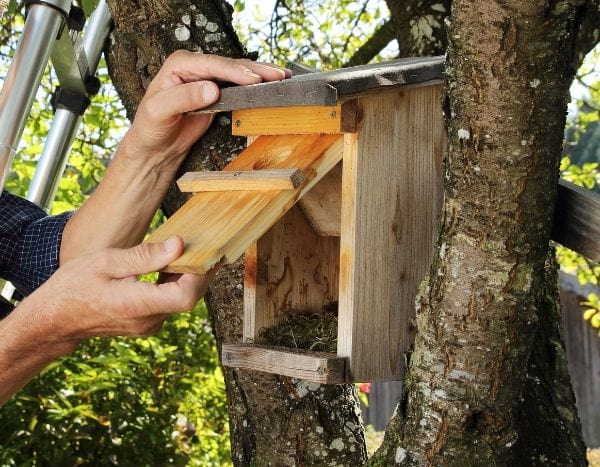 Cleaning a nest box
