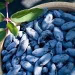 Harvest and preserve May berries