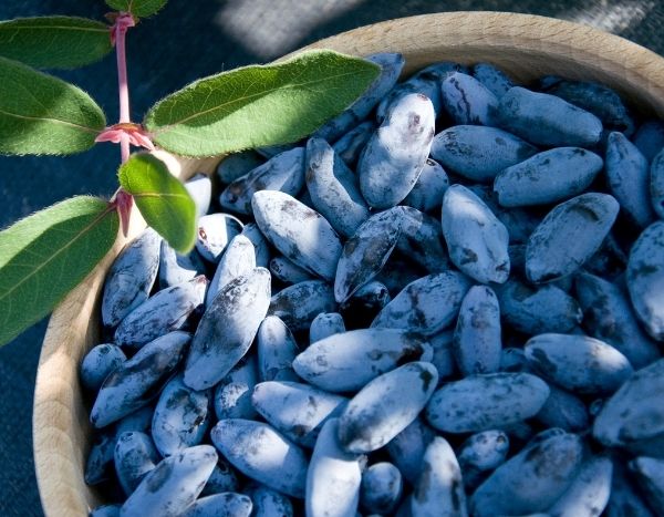 Harvest and preserve May berries