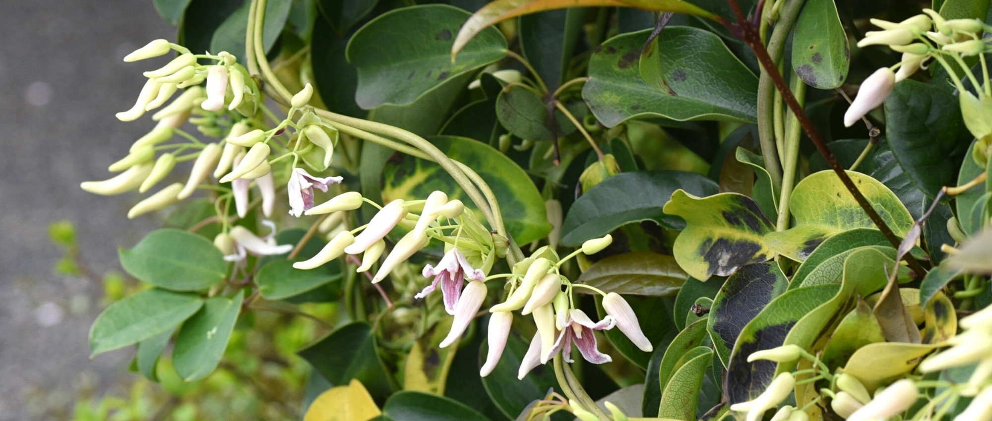 Stauntonia: 6 successful pairing ideas