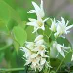 Stauntonia: planting, cultivating and maintaining