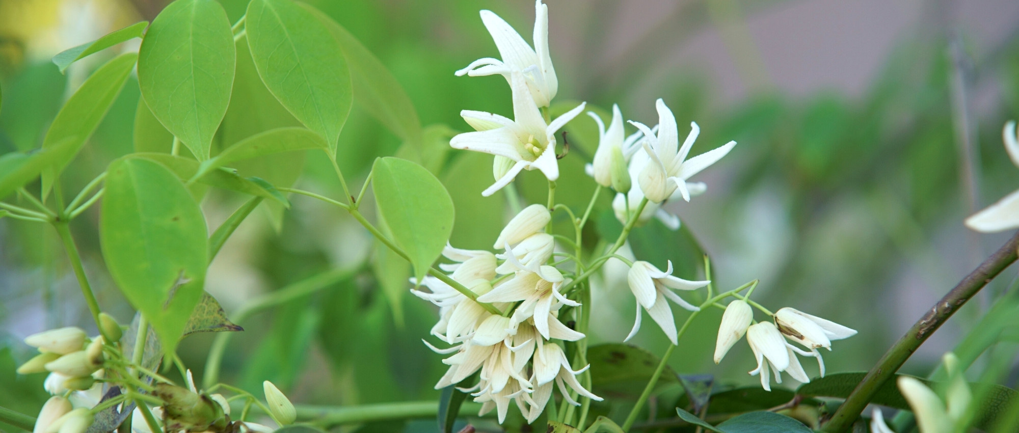 Stauntonia: planting, cultivating and maintaining