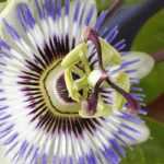 Pruning and training of passionflower