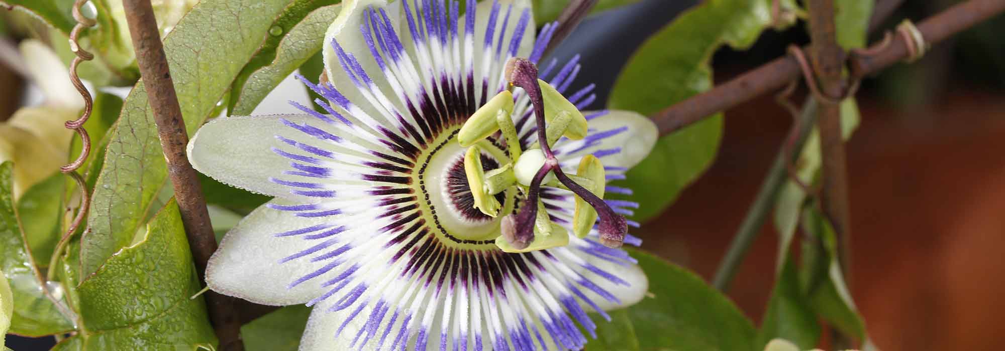 Pruning and training of passionflower