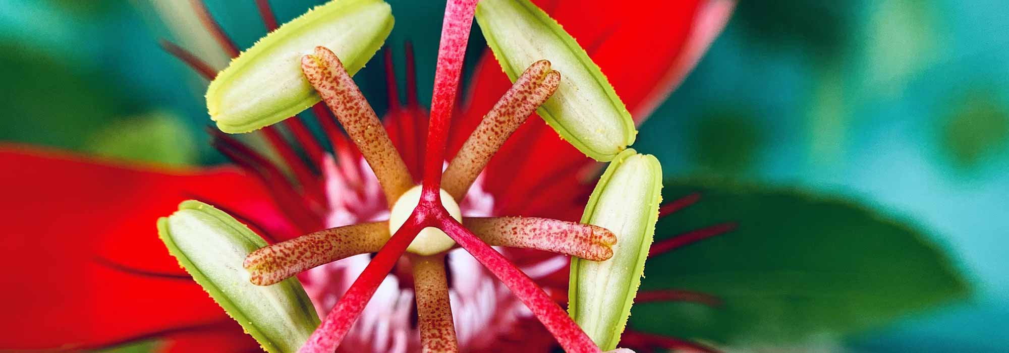 6 passionflowers to grow in pots