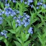 Pairing ideas with Amsonia