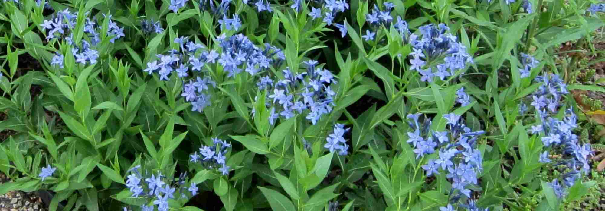 Pairing ideas with Amsonia