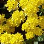 Growing Alyssum or Golden Basket in Pots