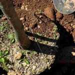 Planting large trees and shrubs: for an immediate impact