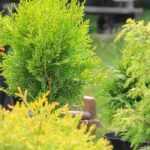 5 dwarf trees to grow on a windy balcony
