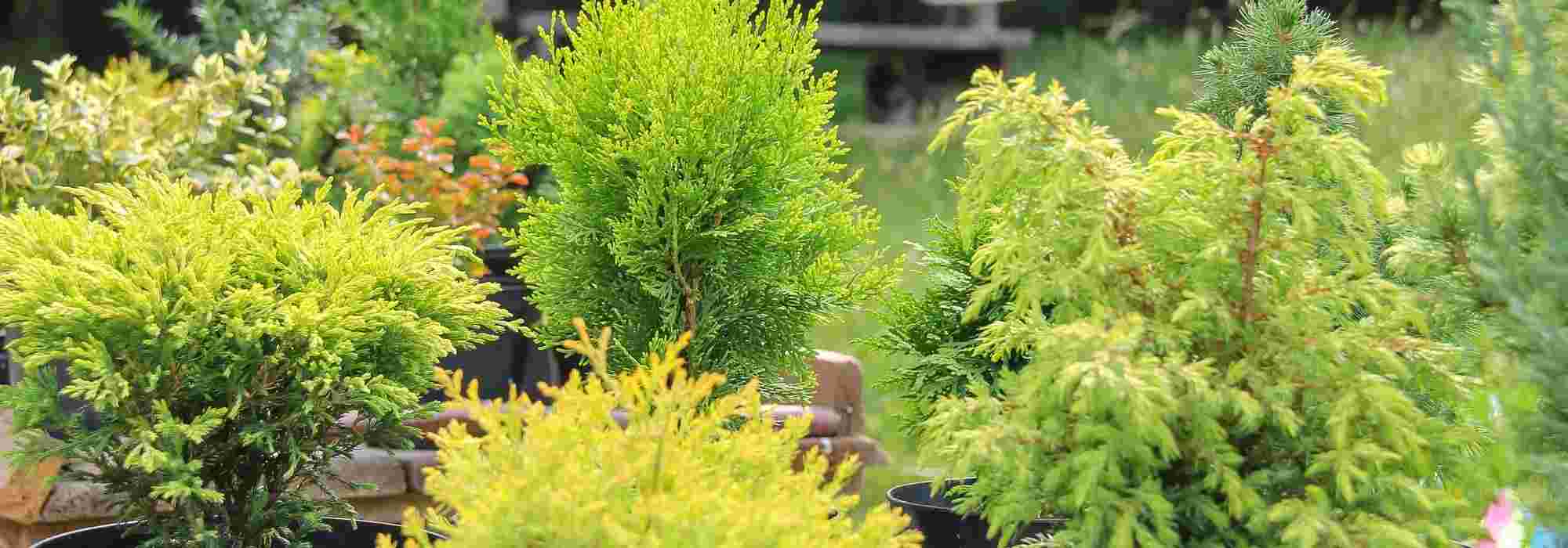 5 dwarf trees to grow on a windy balcony